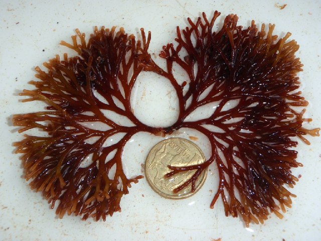 Представитель Семейства Acrotylaceae